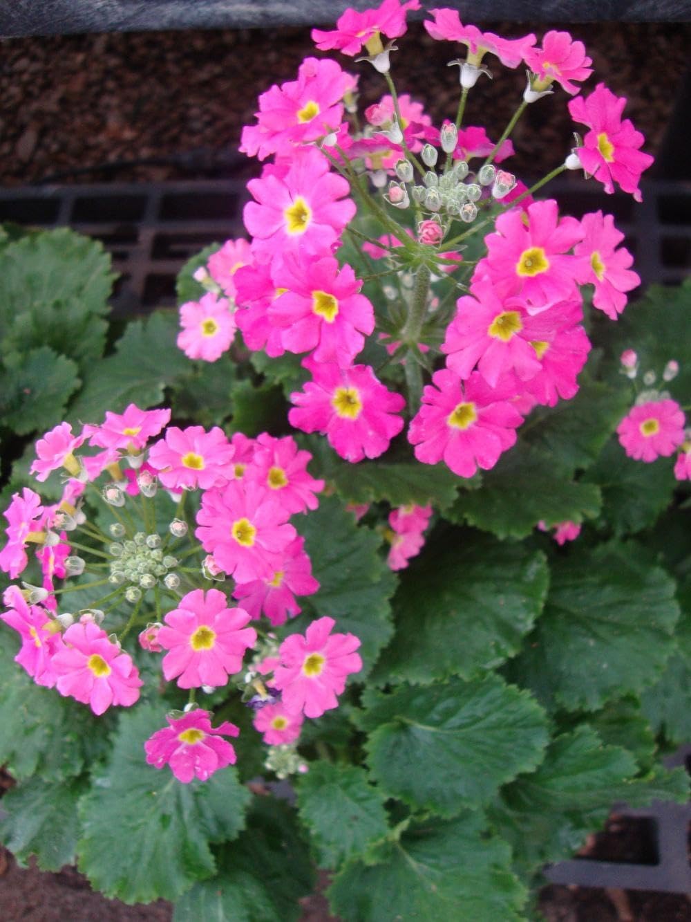 Heirloom Non-GMO Primula Malacoides Flower Seeds – Colorful Blooming Annuals - Non-GMO for planting in home garden