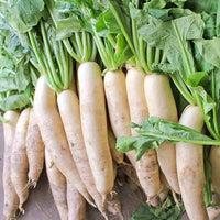 Japanese Daikon Radish Raphanus Sativus Vegetable Seeds for Planting in Kitchen Garden and Raised Beds