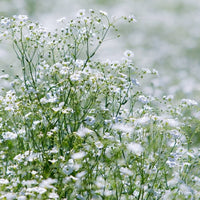 Gypsophila Mixed Perennial Flower Seeds