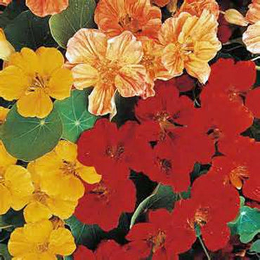 Nasturtium Whirlybird Series mix seeds for colorful trailing garden flowers