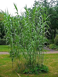 Cane reed plant seeds for cultivation