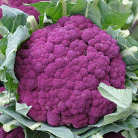 Cauliflower Di Sicilia Violetto Vegetable Seeds