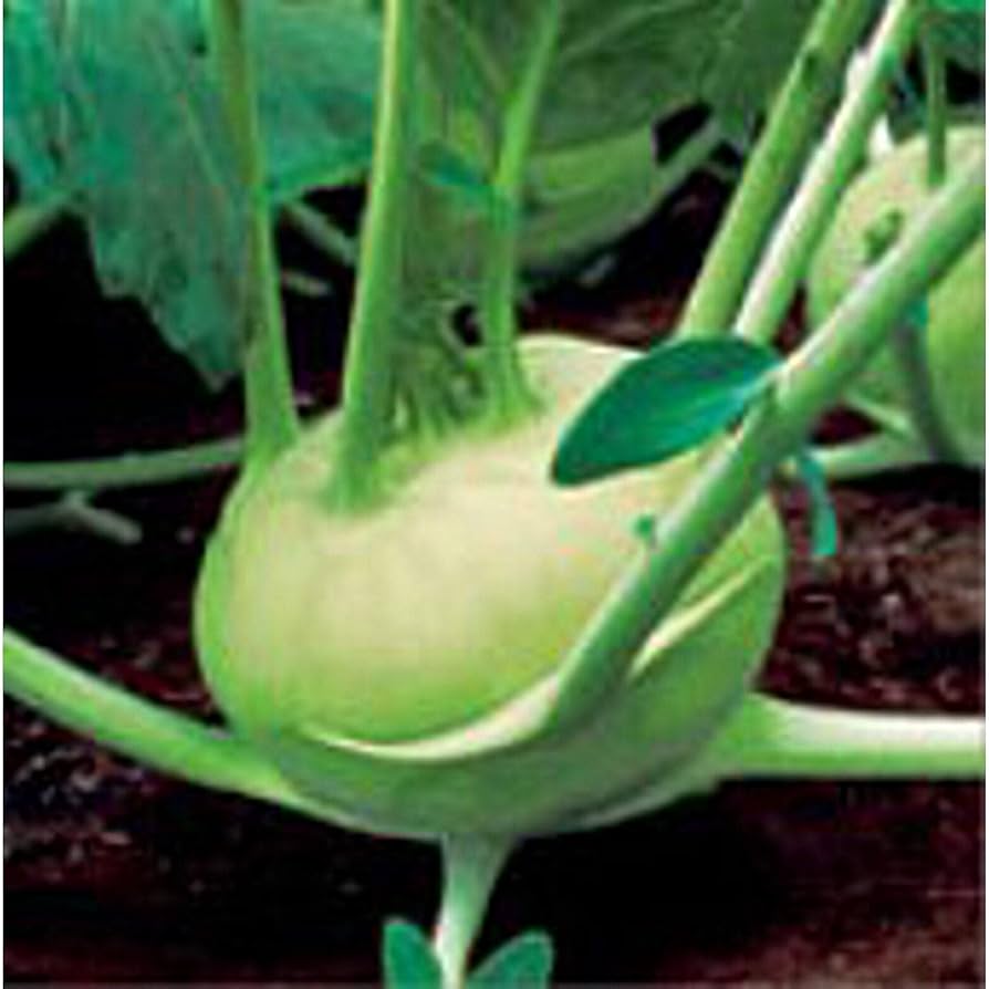Quickstar – Kohlrabi Seed