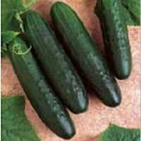 General Lee – Cucumber Seed