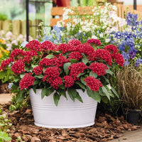 Pentas Graffiti Bright Red seeds – star flower blooms for pollinator gardens
