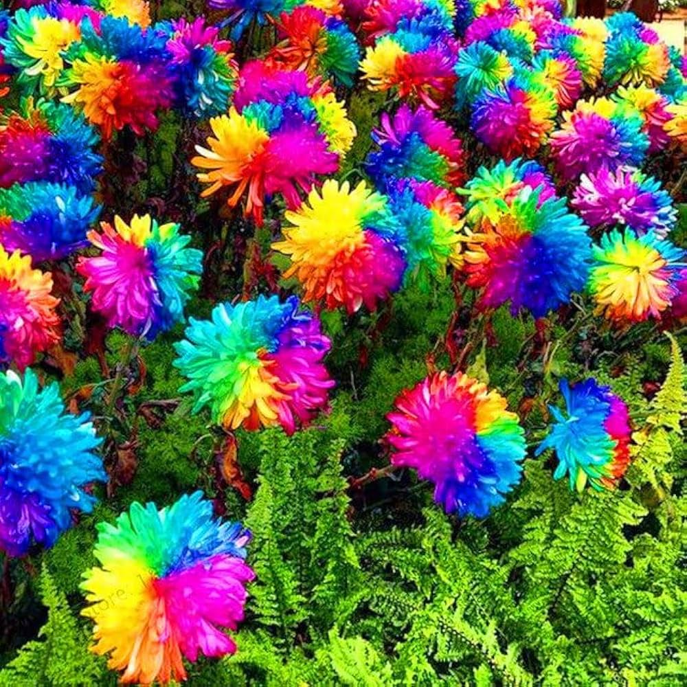 Aster Multicolored Rainbow Chrysanthemum Perennial Flower - for planting in home garden
