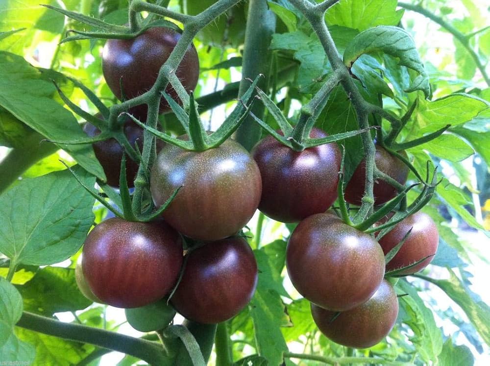 Tomato Solanum lycopersicum Vegetable Seeds for Planting Very Black Rare Organic Variety in Kitchen Garden