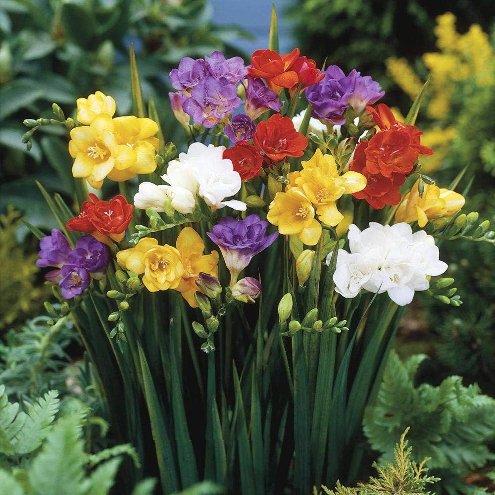Freesia Bulbs
