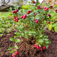 Bonsai Vaccinium Macrocarpon Seeds or Cranberry Seeds for Planting - A Compact Berry Plant for Indoor Spaces 100 pcs