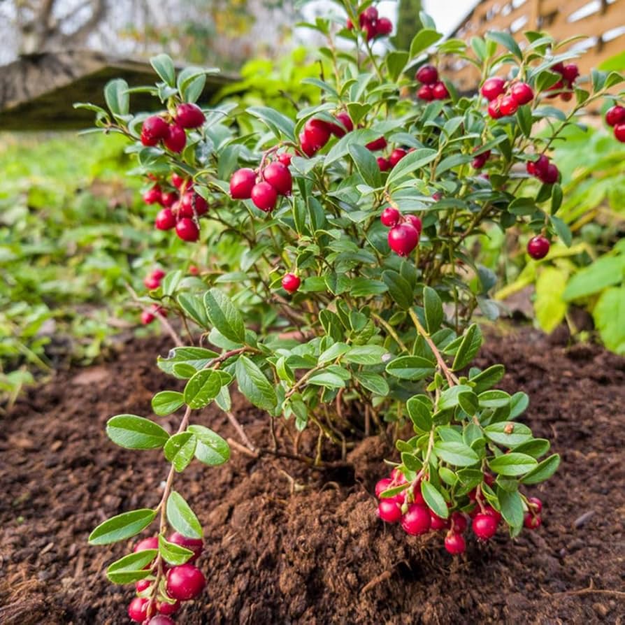 Bonsai Cranberry Vaccinium macrocarpon seeds for planting in indoor garden
