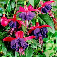 Japanese Fuchsia Spectabilis Hanging Flower Seeds for Balcony and Garden Planting