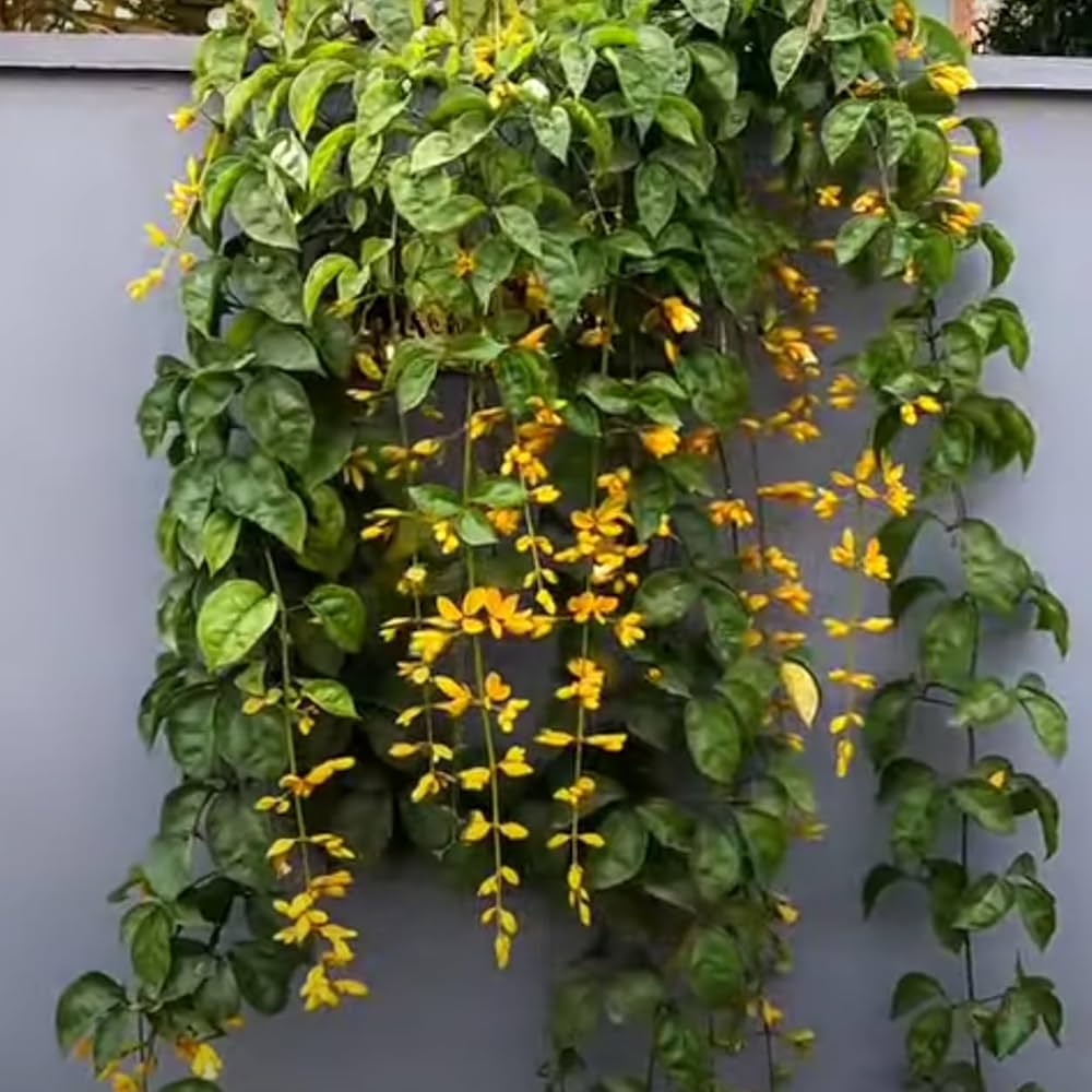 W160 (Golden Cross corn) for planting in garden