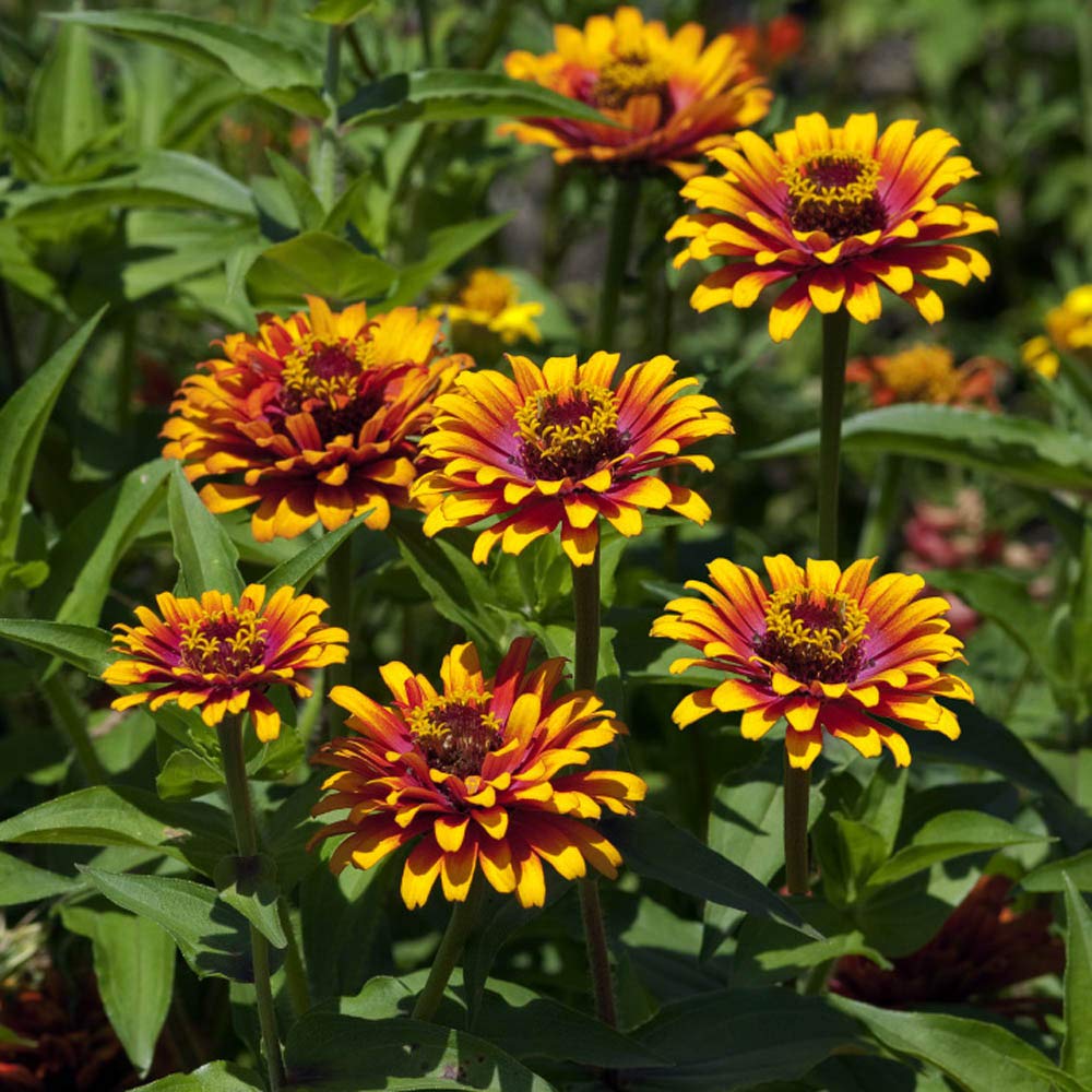 Red Yellow Zinnia Flower Seeds for Planting – Bright, Colorful Garden Blooms - Yellow for planting in home garden