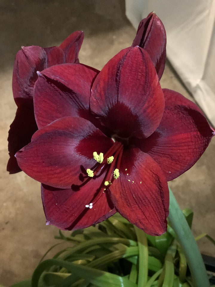 Heirloom Non-GMO Maroon Amaryllis Flower Seeds for Planting – Bold Blooming Bulb Seeds