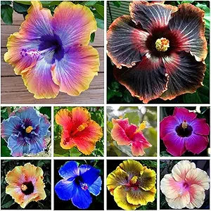 Giant Multicolor Hibiscus Flower Seeds – Outdoor & Bonsai Plant