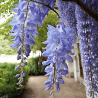 Heirloom Blue Wisteria Seeds – Non-GMO Flower Seeds for Planting - Blue for planting in home garden