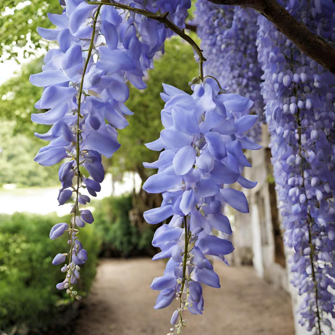 Heirloom Blue Wisteria Seeds – Non-GMO Flower Seeds for Planting - Blue for planting in home garden