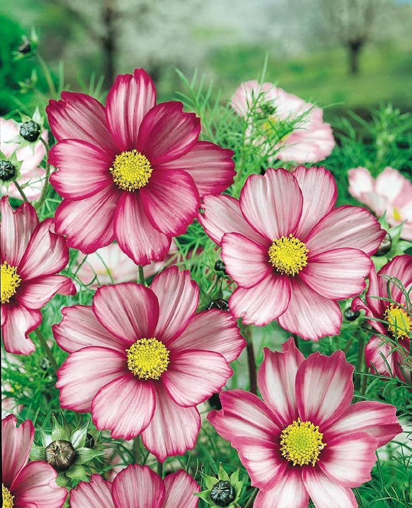 Cosmos Candy Stripe seeds producing daisy-like white flowers with pink-edged petals and yellow centers, ideal for sunny gardens