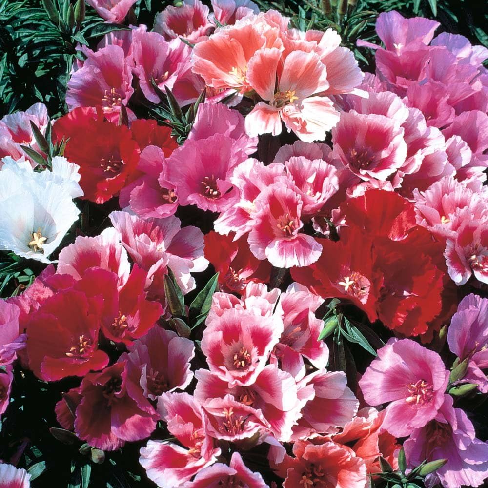 Azalea - Rhododendron for planting in home garden