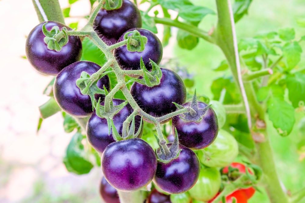 Tomato Solanum lycopersicum Vegetable Seeds for Planting Indigo Blue Variety in Kitchen Garden