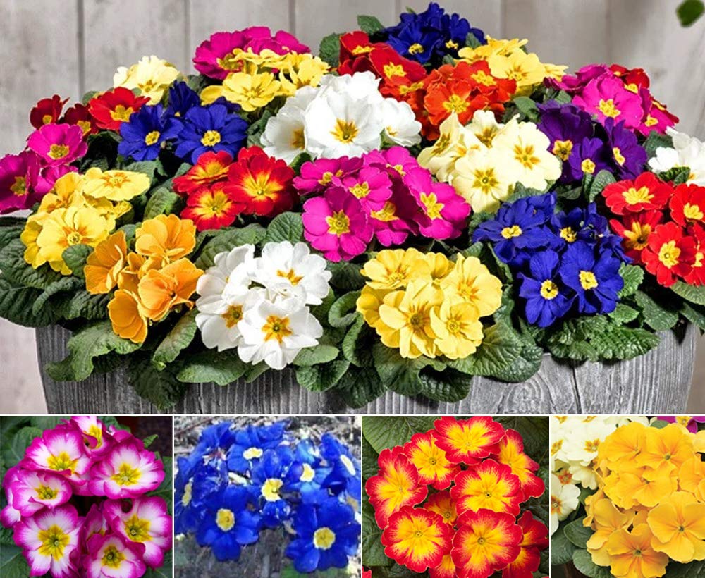 Primula Acaulis Mixed Colors Perennial Flower - for planting in home garden
