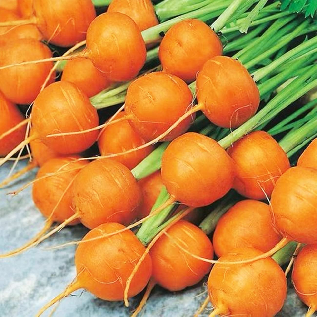 Parisian Round Organic Carrot seeds growing into small, round, orange carrots with a sweet flavor and crisp texture