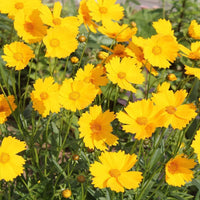 Heirloom Non-GMO Tickseed Flower Seeds for Planting – Vibrant Pollinator-Friendly Garden Blooms