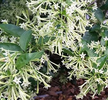 Heirloom Non-GMO Nocturnum Flower Seeds for Planting – Fragrant Night-Blooming Flowers for Home Gardens - Non-GMO for planting in home garden