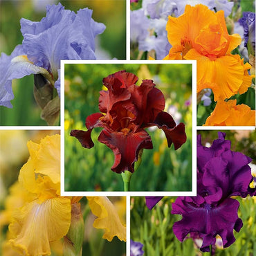 Twice as Nice Reblooming Iris Collection Seeds