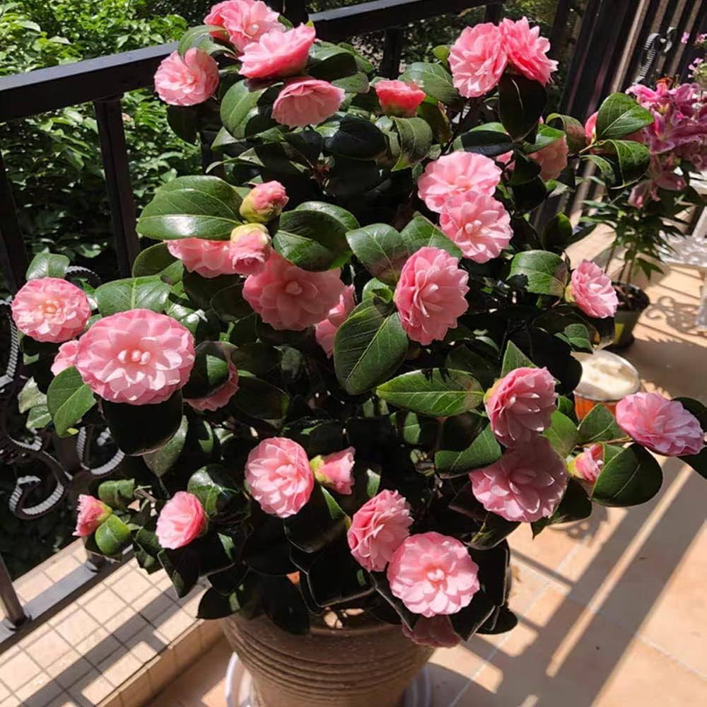 Pink Camellia Elegant Garden Flower Seeds