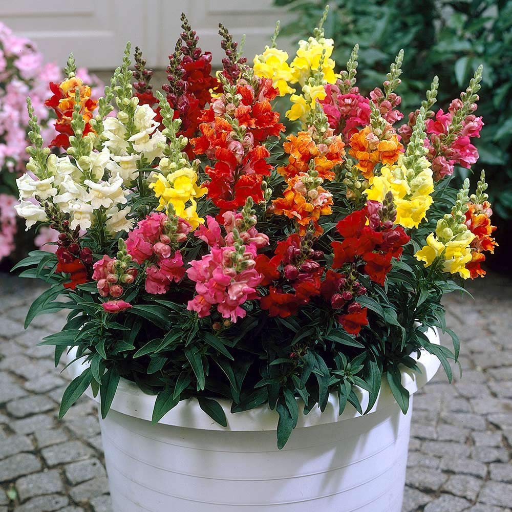 Snapdragon- Tetra Mix