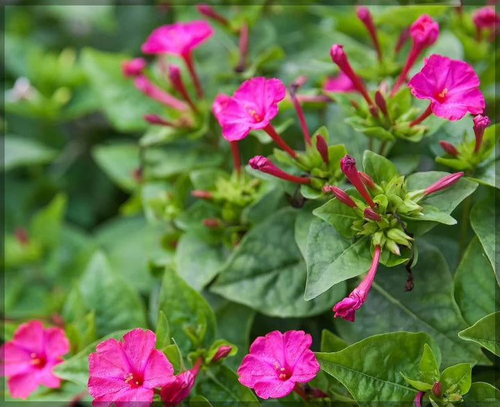 Heirloom Non-GMO Mirabilis Flower Seeds for Planting – Four O’Clock Fragrant Garden Blooms