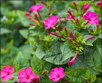 Heirloom Non-GMO Mirabilis Flower Seeds for Planting – Four O’Clock Fragrant Garden Blooms