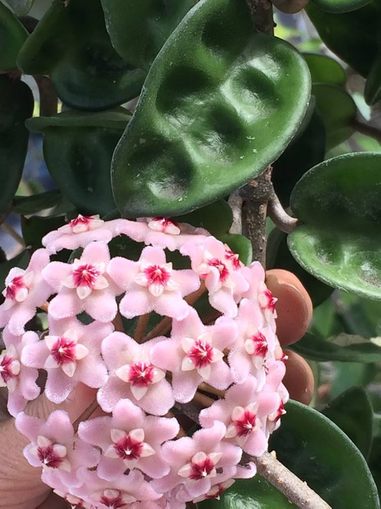 Hoya Pubicalyx Seeds Dark Pink Hoya Flower Seeds for Planting in Indoor Pots and Hanging Baskets