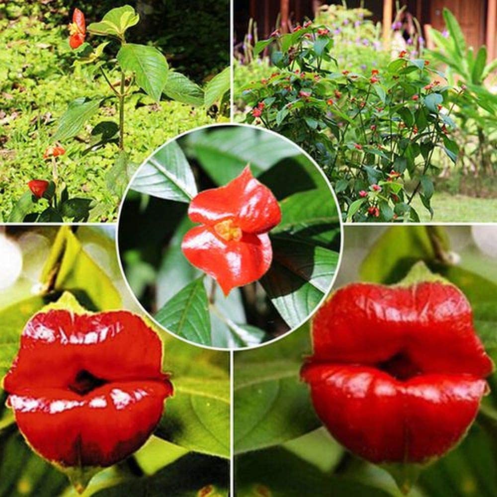 Blazing Red Lips (Psychotria Elata) Flower Seeds for Garden Planting