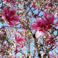 Soulangiana Flower Seeds – Heirloom Non-GMO Seeds for Ornamental and Spring Garden Planting - Flower for planting in home garden