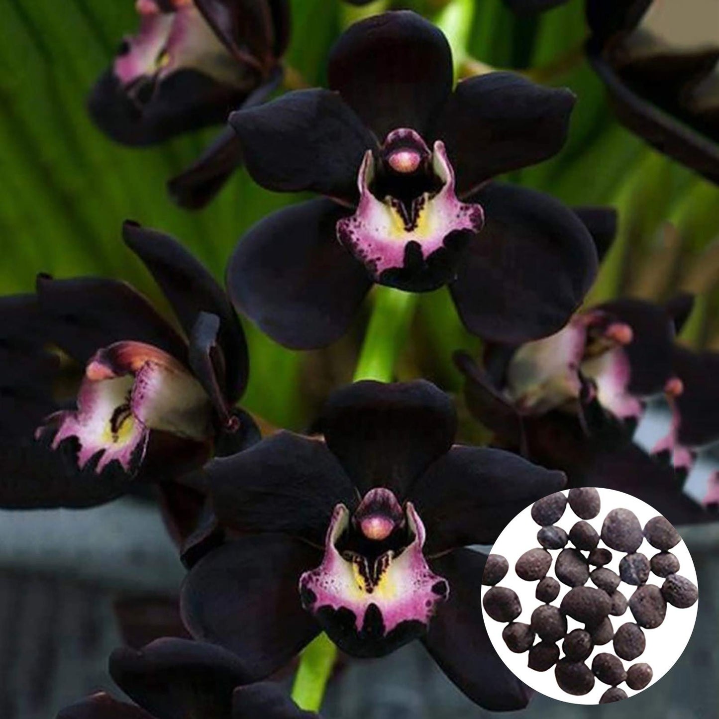 Chinese Cymbidium Orchid Elegant Indoor Flower Seeds