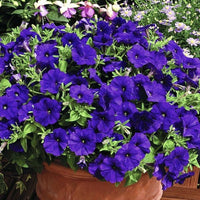 Blue Petunia Petunia Hybrida Flower Seeds for Planting in Hanging Baskets and Balcony Planters