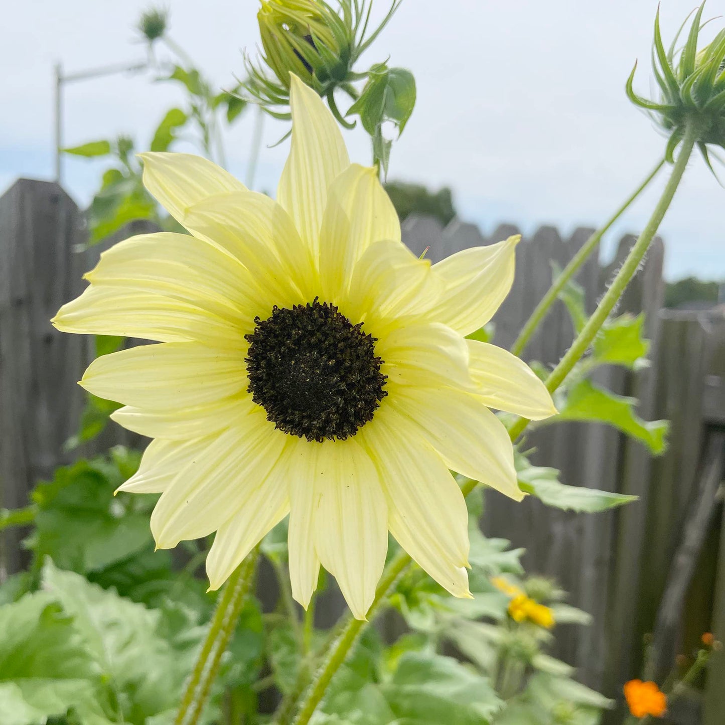Moonwalker sunflower Helianthus annuus flower seeds for planting in backyard garden or sunny pots