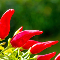 Fresno (pepper) for planting in garden