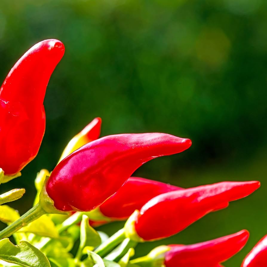 Fresno (pepper) for planting in garden