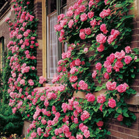 Climbing Rose Multi-Color Flower Seeds for Home and Garden Planting