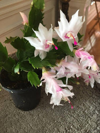 Schlumbergera Flower Seeds for Planting 100