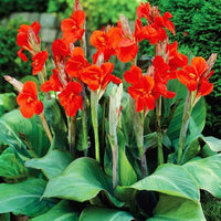 Canna Flower Seeds for Planting 100