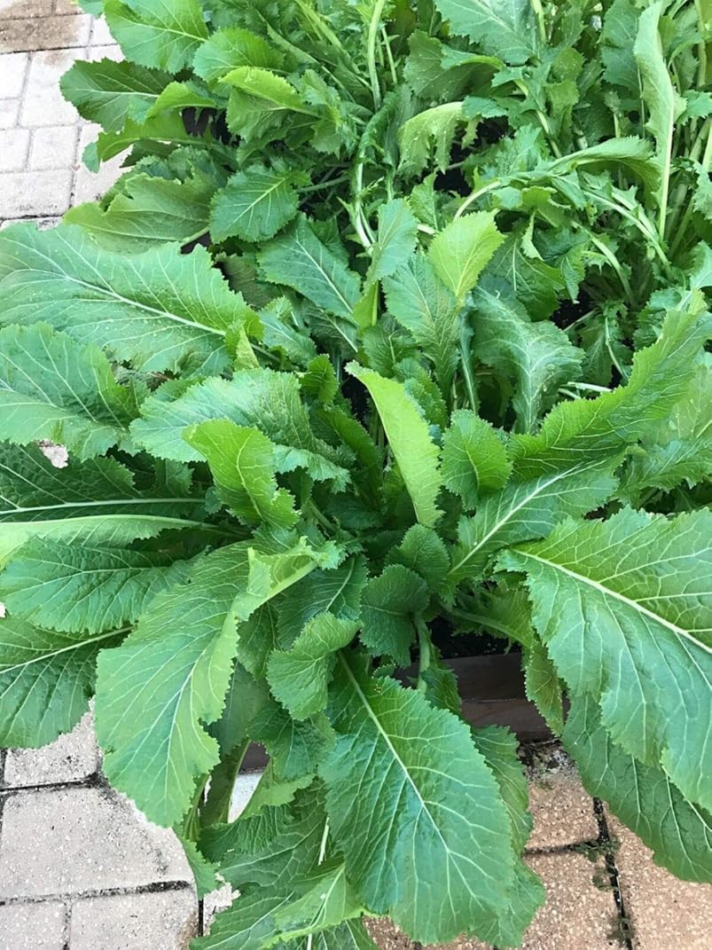 Heirloom Mustard Vegetable Seeds for Planting - 100 pcs