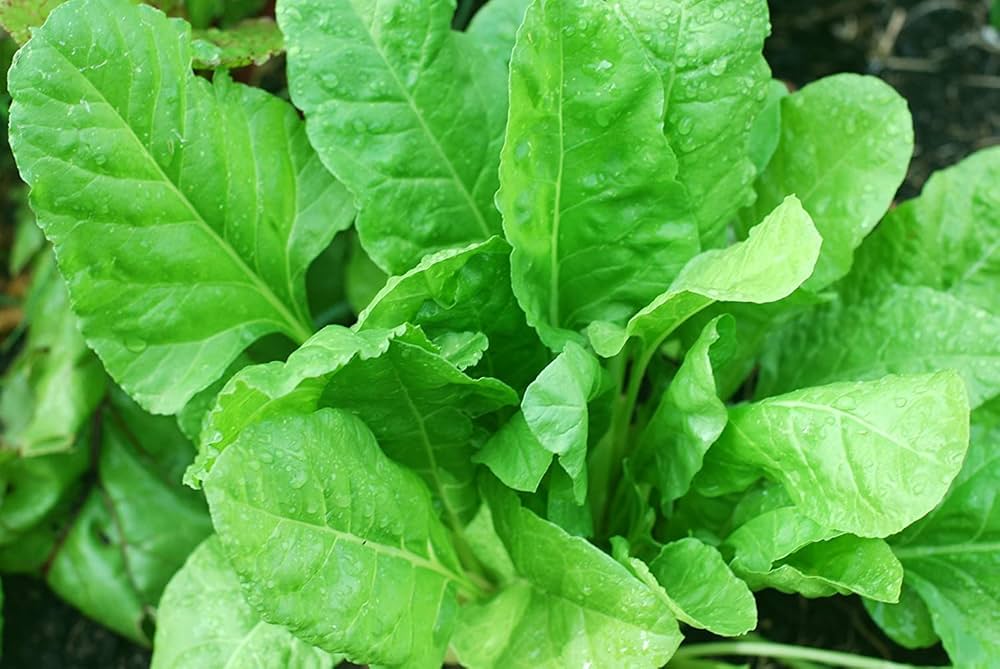 Spinach All Green Vegetable Seeds