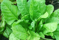 Spinach All Green Vegetable Seeds