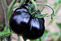 Giant black tomato Solanum lycopersicum seeds for planting in backyard garden
