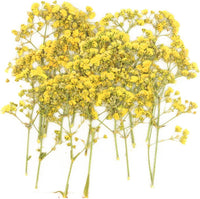 Heirloom Gypsophila Yellow Flower Seeds, Non-GMO Airy Blooms for Planting