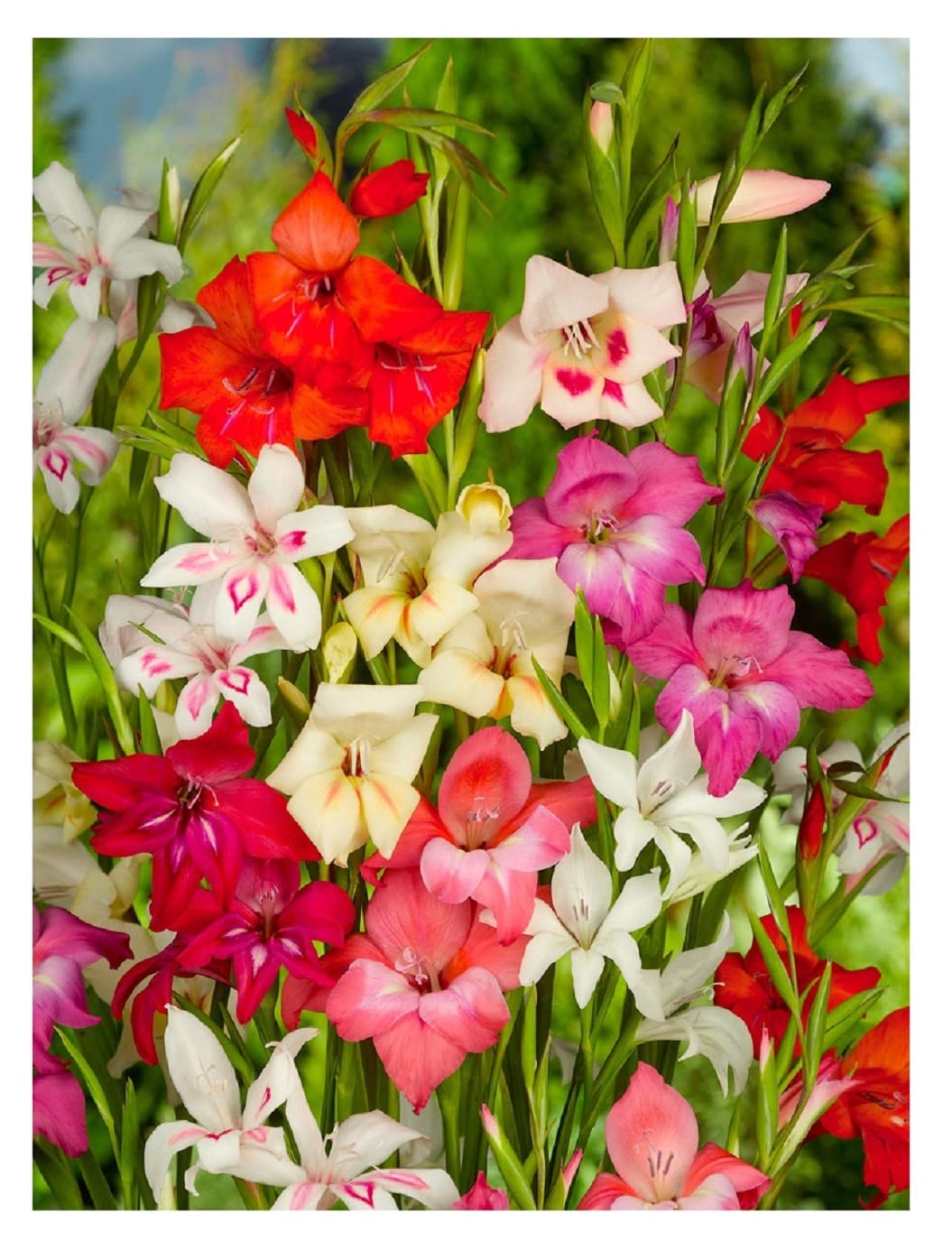 Finger Paint Gladiolus Mixture